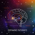 Dopamine pathways in the brain. Neuroscience medical infographic. Striatum, substantia nigra, hippocampus, ventral tegmental area