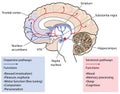 The dopamine and serotonin pathways in the brain