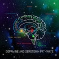 Dopamine and serotonin pathways in the brain. Neuroscience medical infographic. Striatum, substantia nigra, hippocampus