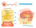 Dopamine vector illustration. Labeled diagram with its action and pathways. Royalty Free Stock Photo