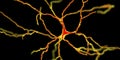 Dopaminergic neuron, computer reconstruction Royalty Free Stock Photo