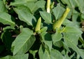 Dope Indian (harmless) (Datura inoxia Mill.), a plant with buds