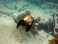 Dopey fur seal puppy Royalty Free Stock Photo