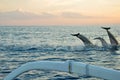 Dophin Jumping At The Sea During Sun Rise At Lovina Beach