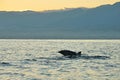 Dophin Jumping At The Sea During Sun Rise At Lovina Beach