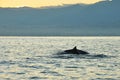 Dophin Jumping At The Sea During Sun Rise At Lovina Beach