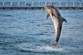 Doplhin jumping above sea water