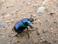 Dor-beetle 5