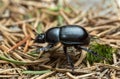 Dor beetle, Anoplotrupes stercorosus, macro photo Royalty Free Stock Photo