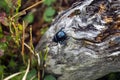 Dor beetle creep on a dry trunk of a tree