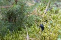 Dor beetle, Geotrupes stercorosus among moss. Dora beetle, Geotrupes stercorosus among the moss. Blue and black beetle in the