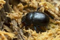 Dor beetle, Geotrupes in wood Royalty Free Stock Photo