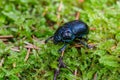 Dor beetle sitting on green moss