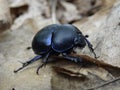 Dor beetle or spring dor beetle Trypocopris vernalis