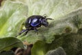 Dor beetle or spring dor beetle known as Trypocopris vernalis. Beetle on green leave Royalty Free Stock Photo