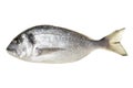 Dorada fish Royalty Free Stock Photo