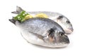 Dorada fish Royalty Free Stock Photo