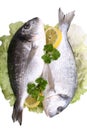 Dorada fish Royalty Free Stock Photo