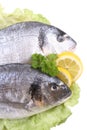 Dorada fish Royalty Free Stock Photo