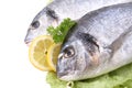 Dorada fish Royalty Free Stock Photo