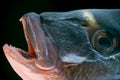 Dorada fish head Royalty Free Stock Photo