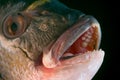 Dorada fish head Royalty Free Stock Photo