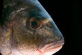 Dorada fish head Royalty Free Stock Photo