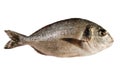 Dorada fish (isolated) Royalty Free Stock Photo