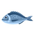 Dorada fish. Isolated illustration of seafood on white background Royalty Free Stock Photo