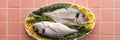 Dorada fish on a pink background