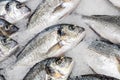 Dorada on ice in a store. Fresh fish in a supermarket Royalty Free Stock Photo