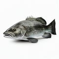 Dorada sea bass fish isolated on white close-up,
