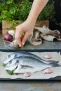 Dorade fish in cooking process