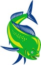 Dorado dolphin fish Royalty Free Stock Photo