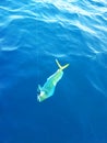 Dorado dolphinfish