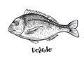 Dorado fish hand drawn vector illustration. Black engraving line sketch.