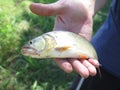 Dorado fish Royalty Free Stock Photo