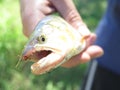 Dorado Fish Royalty Free Stock Photo