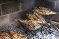 Dorado fish in the process of grilling, BBQ, in the oven, on a fire on the outdoors Royalty Free Stock Photo