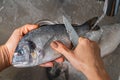 Dorado fish scales cleaning Royalty Free Stock Photo