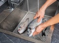 Dorado fish washing under running water Royalty Free Stock Photo