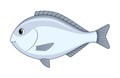 Dorado fish on a white background