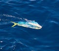 Dorado Mahi-Mahi fish hooked with fishing line