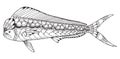 Dorado mahi mahi fish zentangle and stippled stylized vector ill Royalty Free Stock Photo