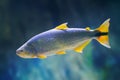 Dorado - Freshwater Fish Royalty Free Stock Photo