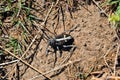 Dorcadion equestre beetle crawling on ground, top view, close up