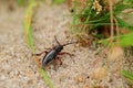 Dorcadion pedestre beetle Royalty Free Stock Photo