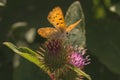 Dorcas Copper Butterfly on Thistle Royalty Free Stock Photo