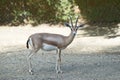 Dorcas Gazelle Royalty Free Stock Photo