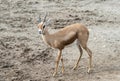 Dorcas Gazelle Royalty Free Stock Photo